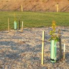 2015.11.26 Small trees and expressway planting. Cambridge Tree Trust